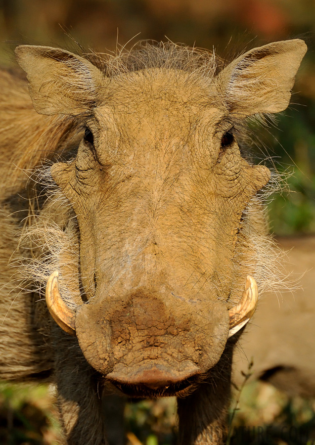 Phacochoerus africanus sundevallii [550 mm, 1/4000 sec at f / 7.1, ISO 2500]